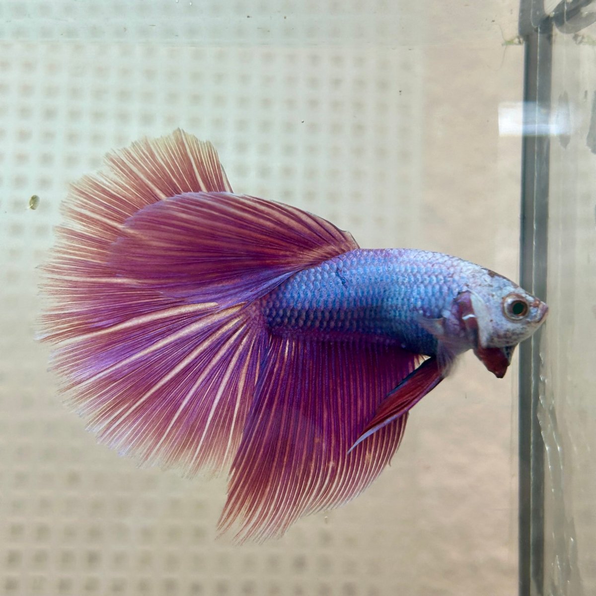Betta Male Halfmoon Purple Pink 131