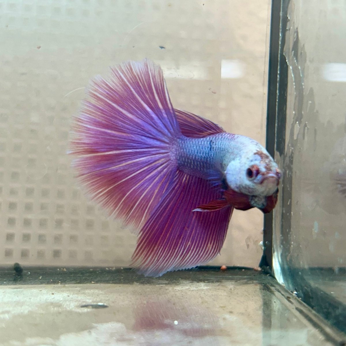 Betta Male Halfmoon Purple Pink 131