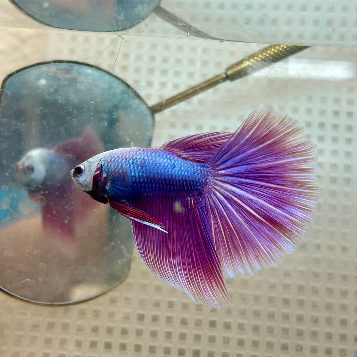 Betta Male Halfmoon Purple Pink 131