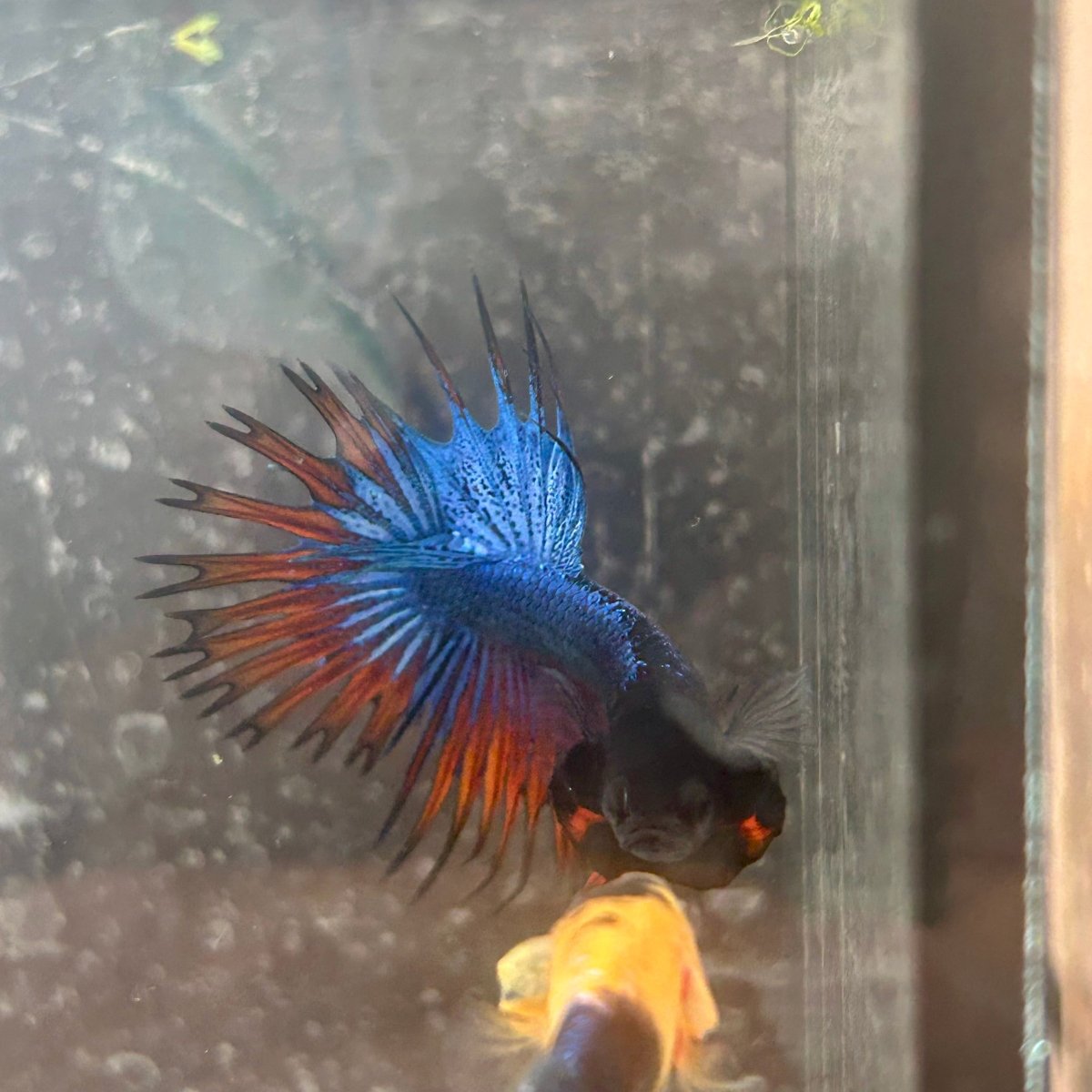Betta Male Mascot Blue Koi 081