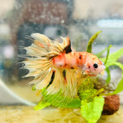 Betta Male Orange Koi 014