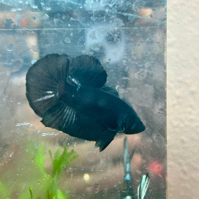 Betta Male Plakat Avarta Black 151