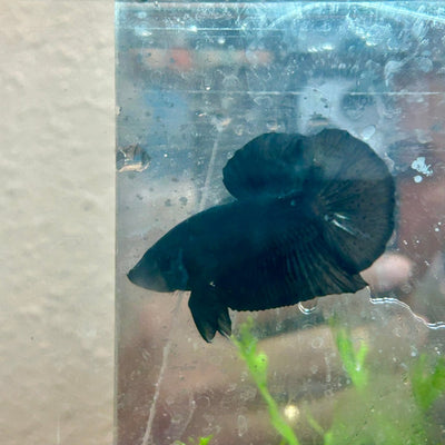 Betta Male Plakat Avarta Black 151