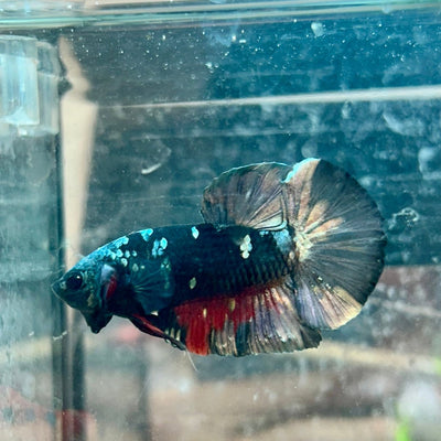 Betta Male Plakat Avarta Copper 106