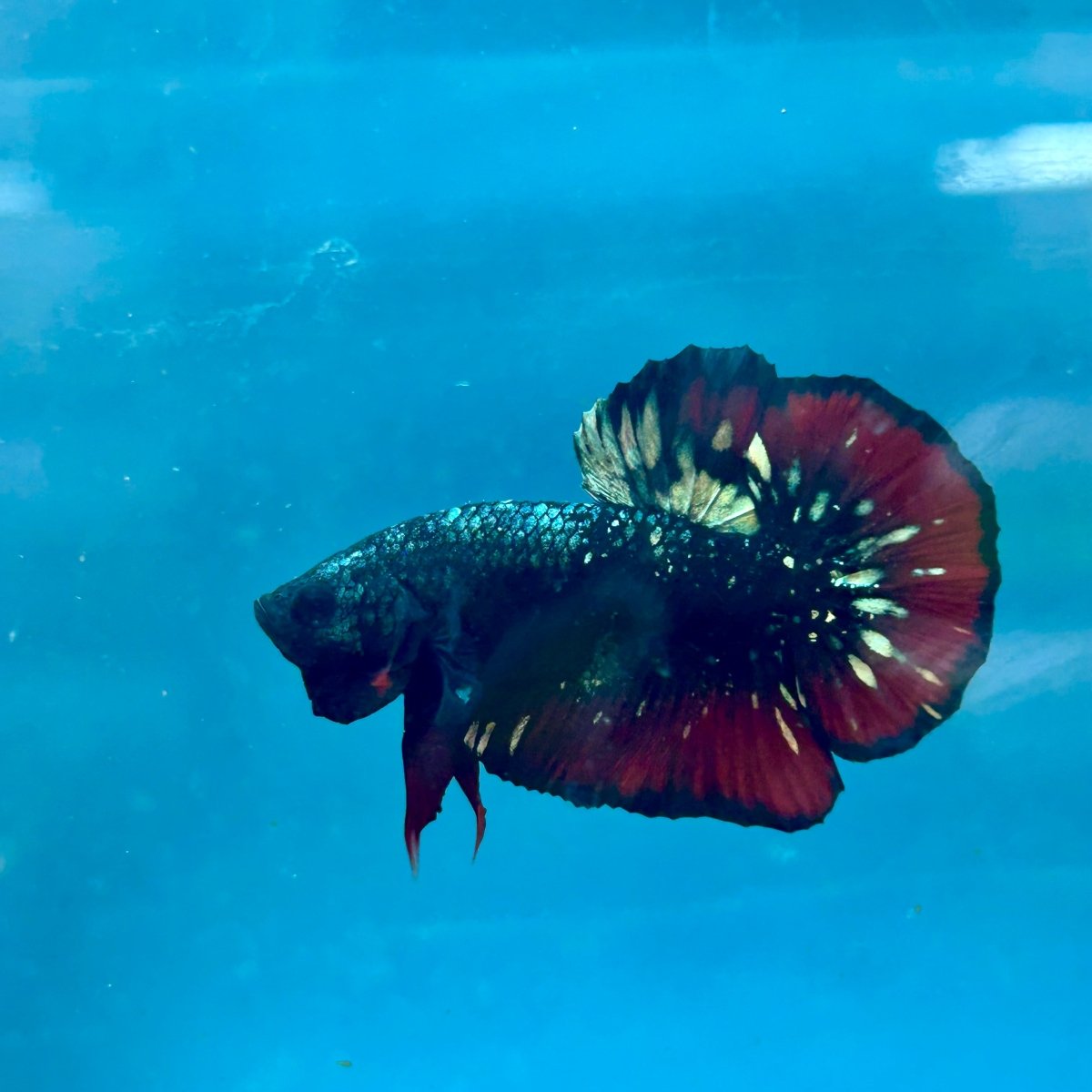 Betta Male Plakat Avarta Copper A105