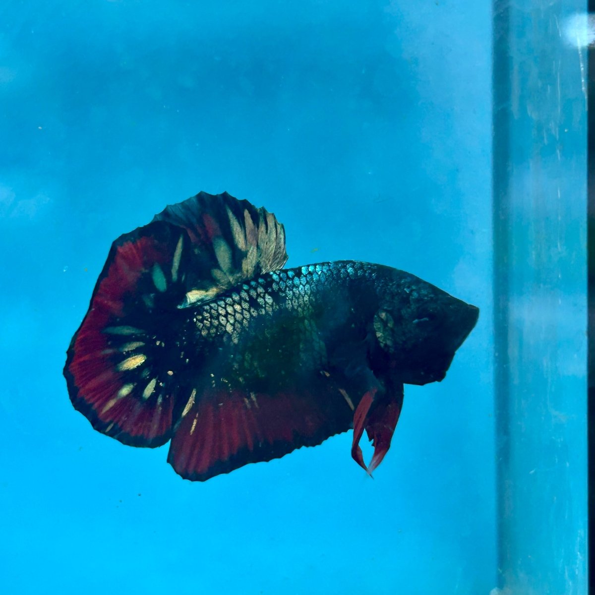 Betta Male Plakat Avarta Copper A105