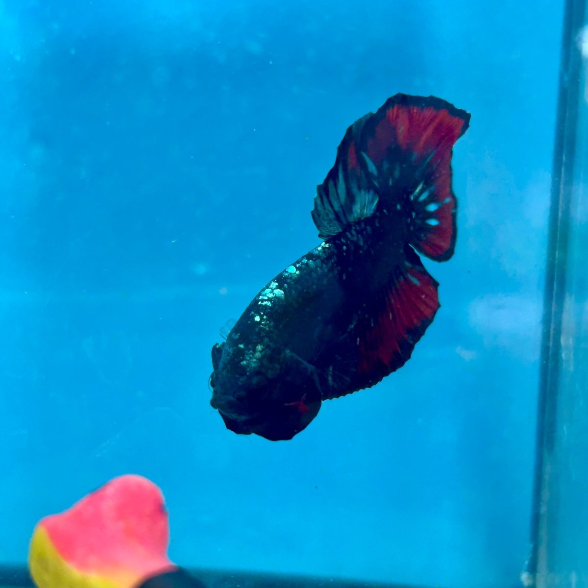 Betta Male Plakat Avarta Copper A105