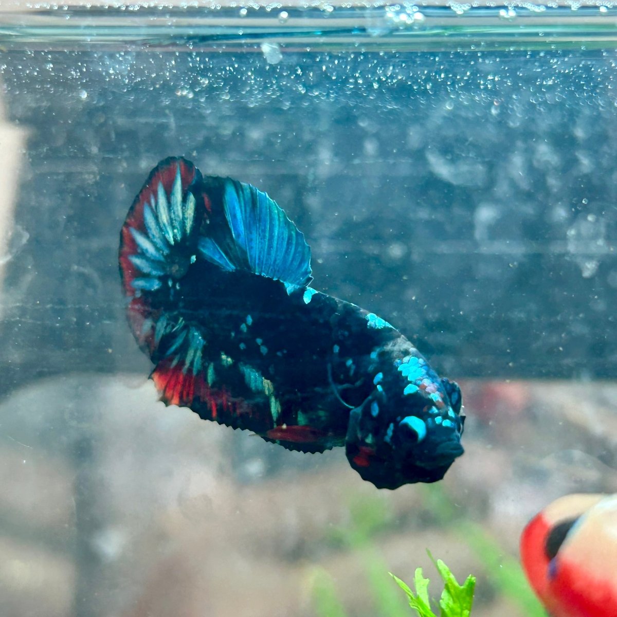 Betta Male Plakat Avarta Nebula 128