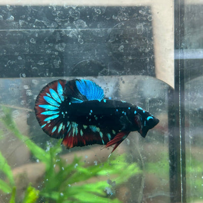 Betta Male Plakat Avarta Nebula 128