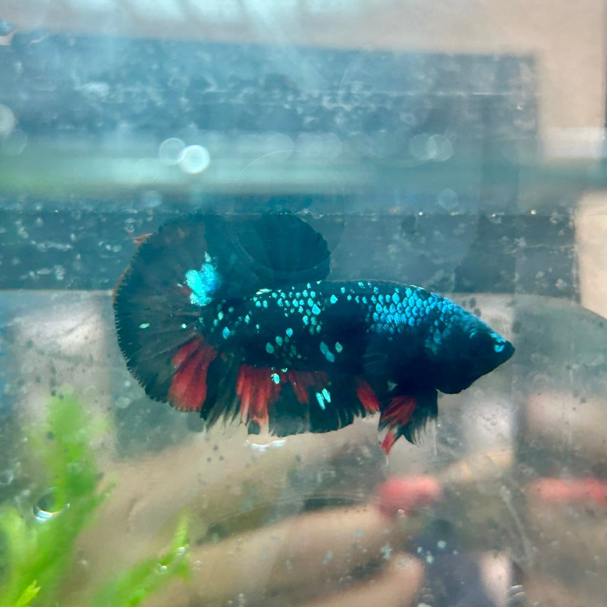 Betta Male Plakat Avarta Nebula M22