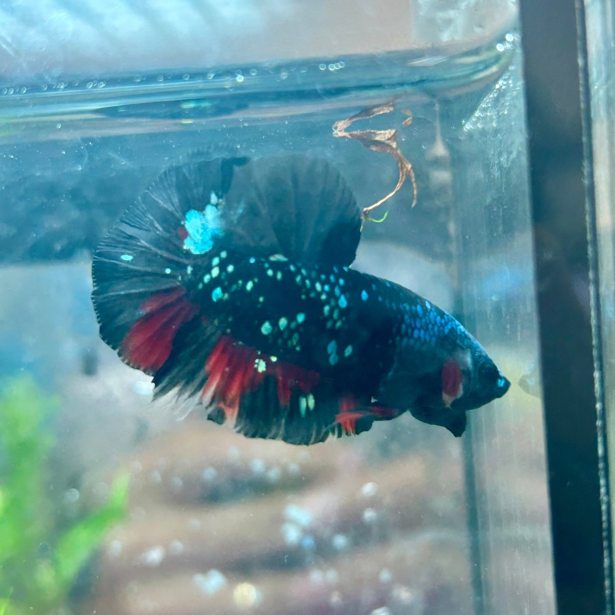 Betta Male Plakat Avarta Nebula M22