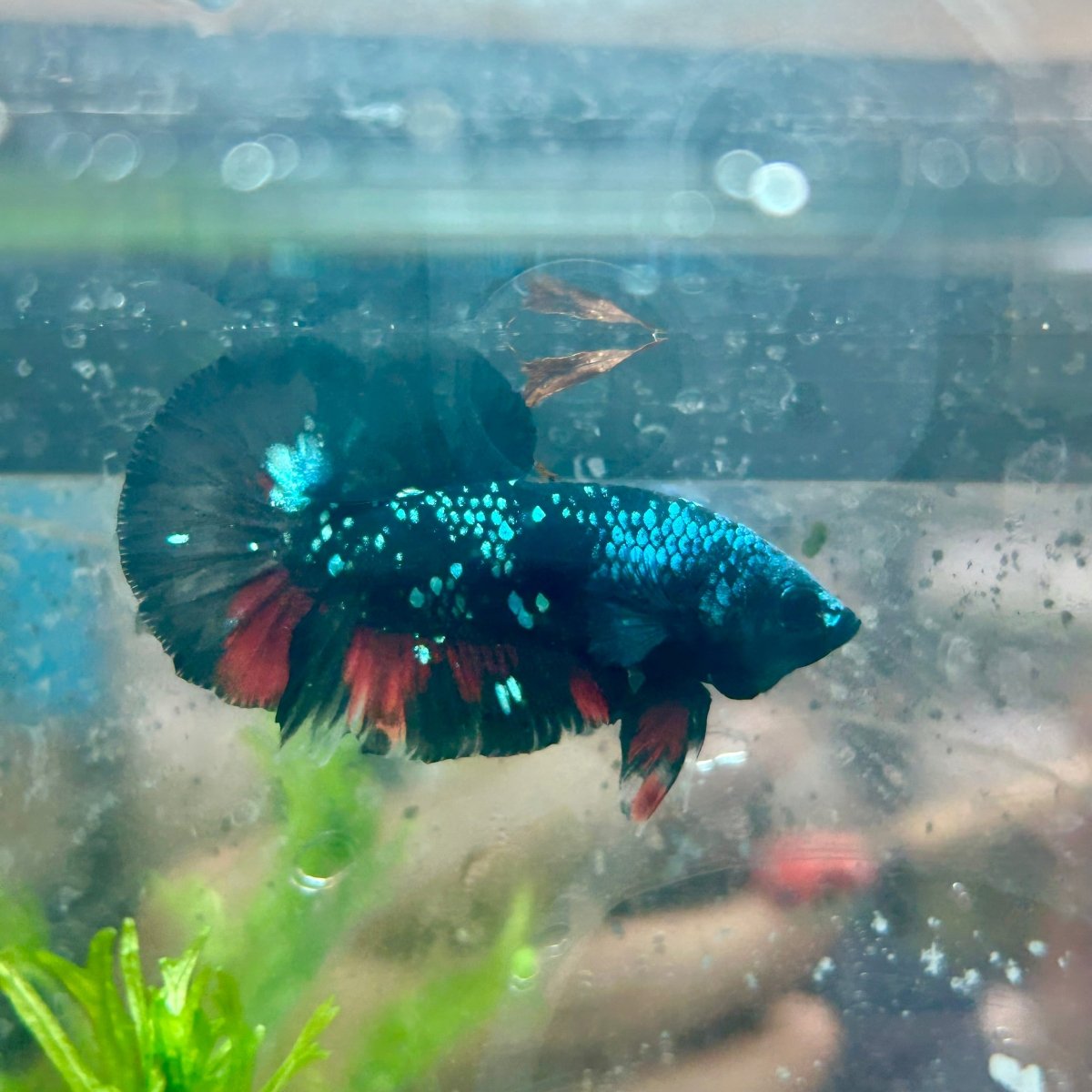 Betta Male Plakat Avarta Nebula M22