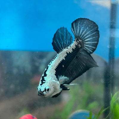 Betta Male Plakat Black Samurai 143