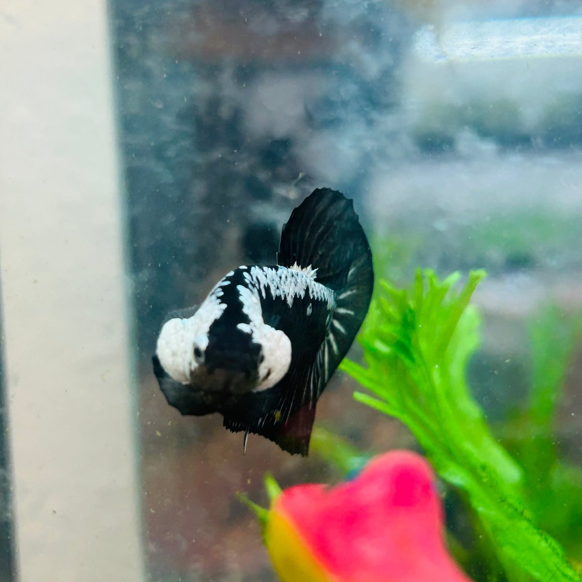Betta Male Plakat Black Samurai 173