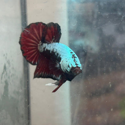 Betta Male Plakat Blood Red Samurai 076