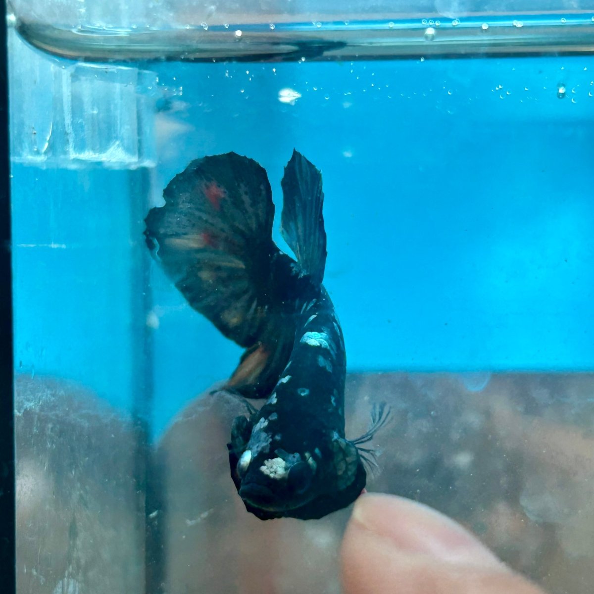 Betta Male Plakat Copper Avarta 048