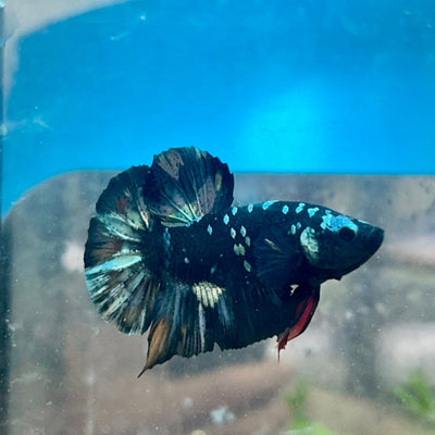 Betta Male Plakat Copper Avarta 048