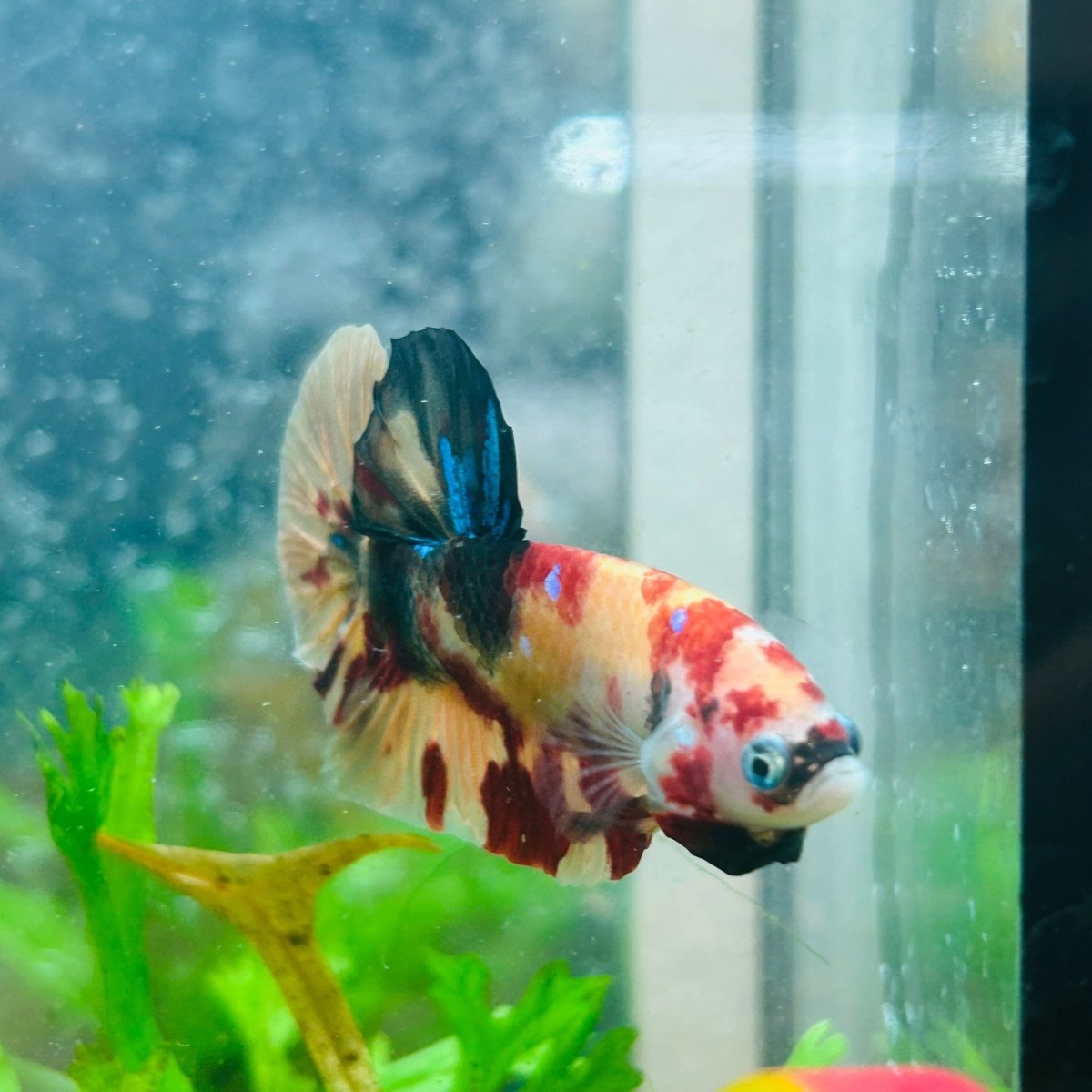 Betta Male Plakat Multicolor Nemo S27