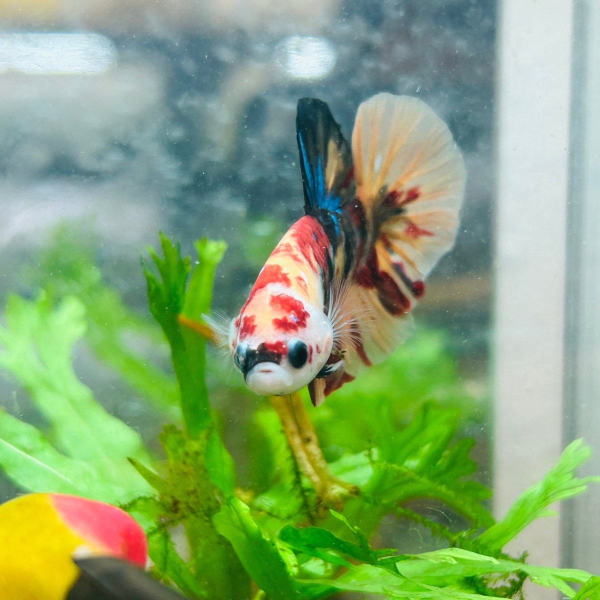 Betta Male Plakat Multicolor Nemo S27