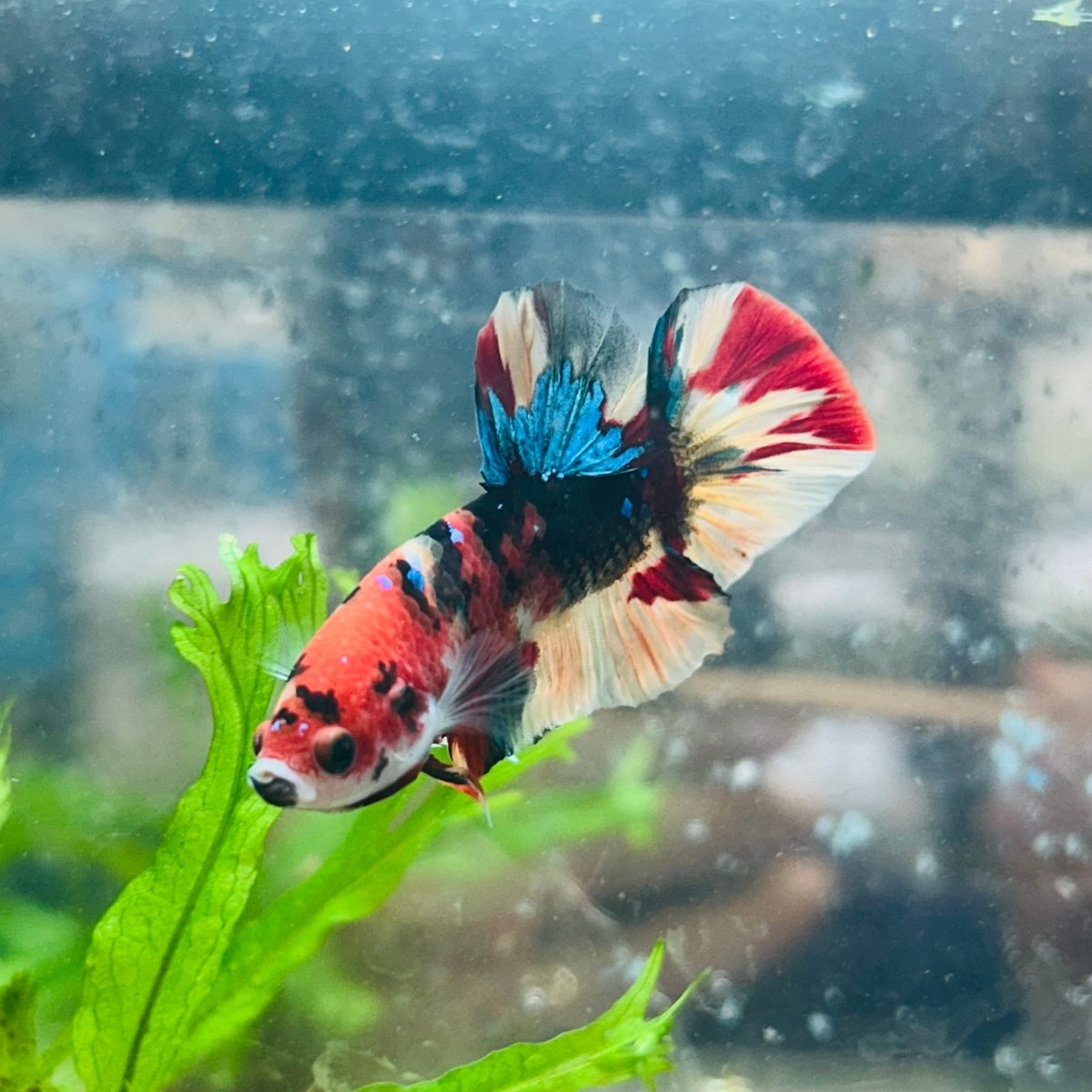 Betta Male Plakat Nemo Koi A32