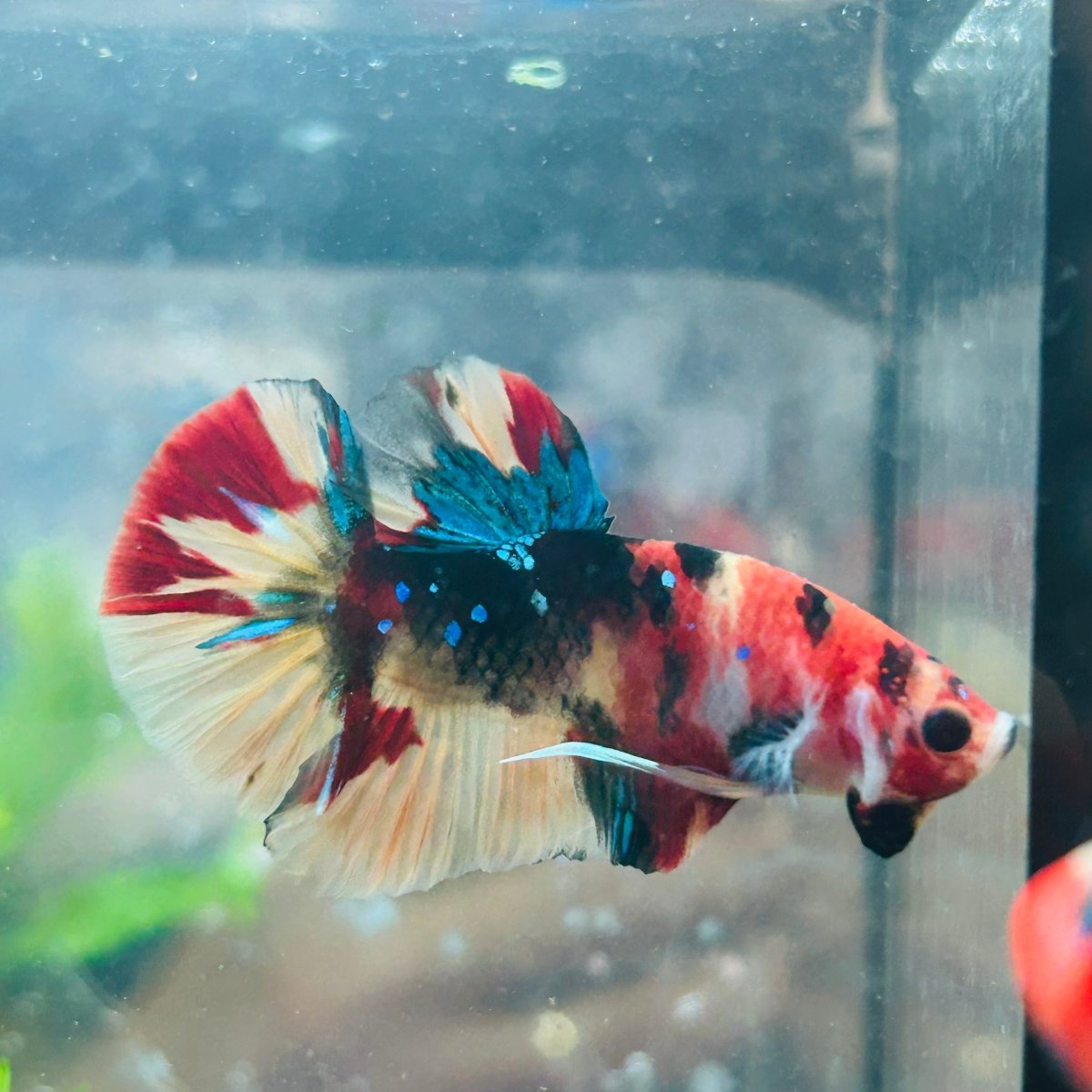 Betta Male Plakat Nemo Koi A32