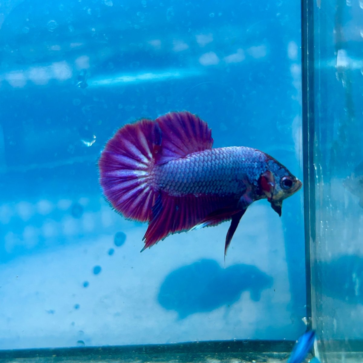 Betta Male Plakat Purple Pink A03