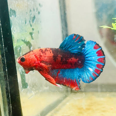 Betta Male Plakat Red Fancy A60