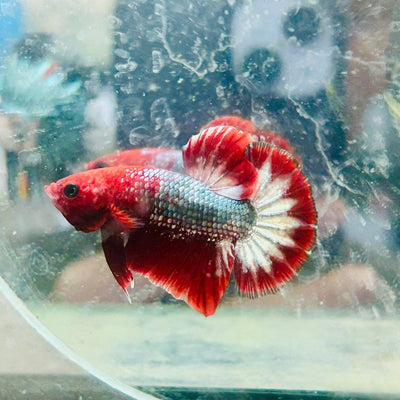 Betta Male Plakat Red Fancy Copper D20
