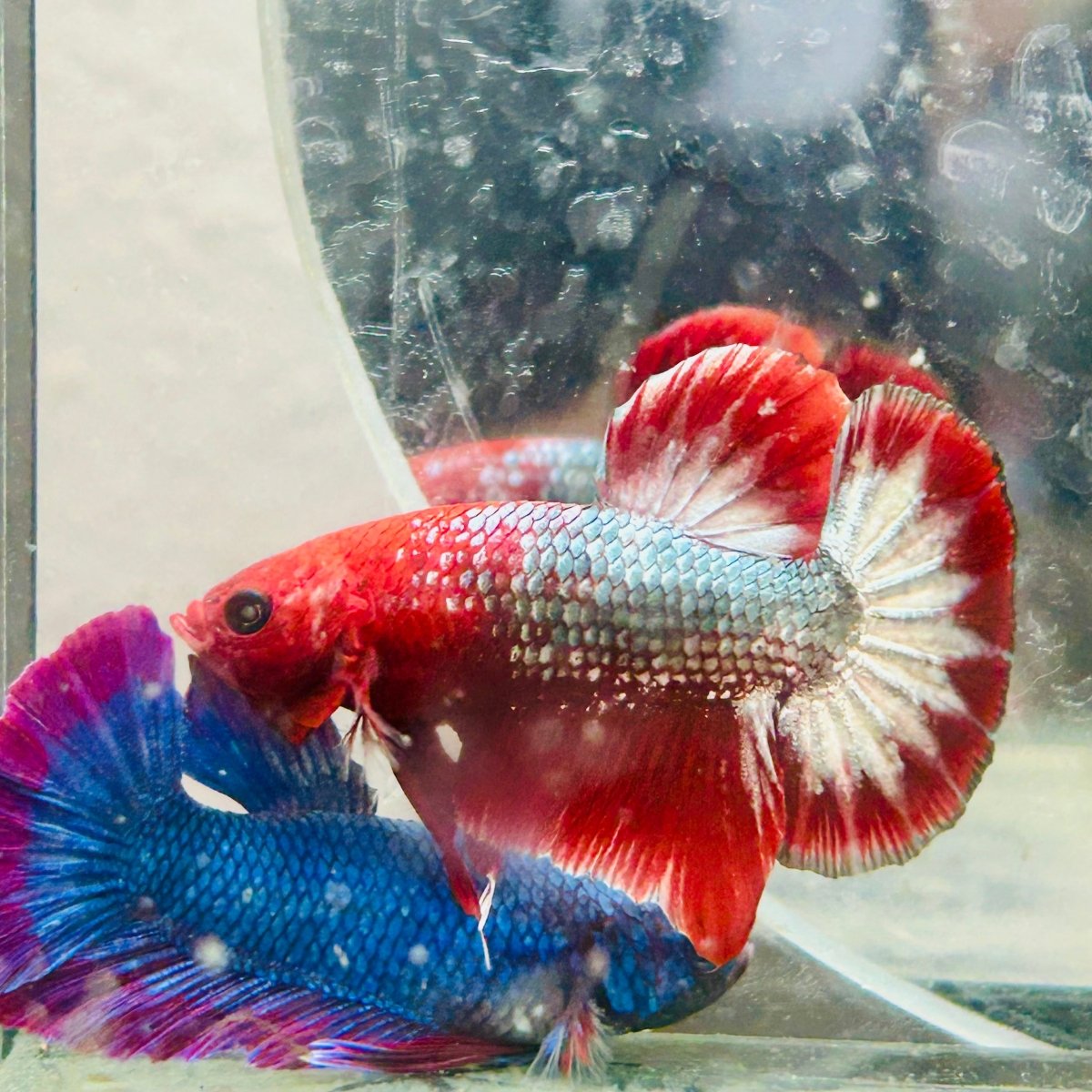 Betta Male Plakat Red Fancy Copper D20