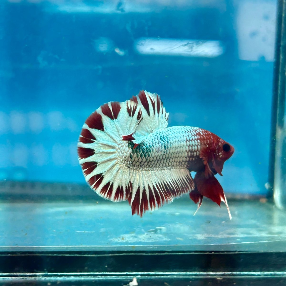 Betta Male Plakat Red Fancy Copper J06