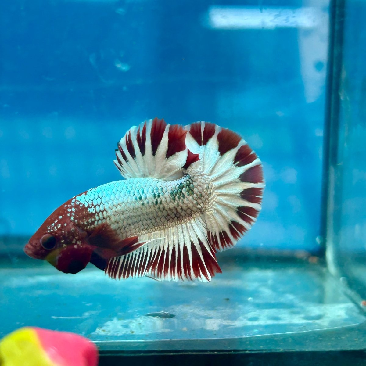 Betta Male Plakat Red Fancy Copper J06