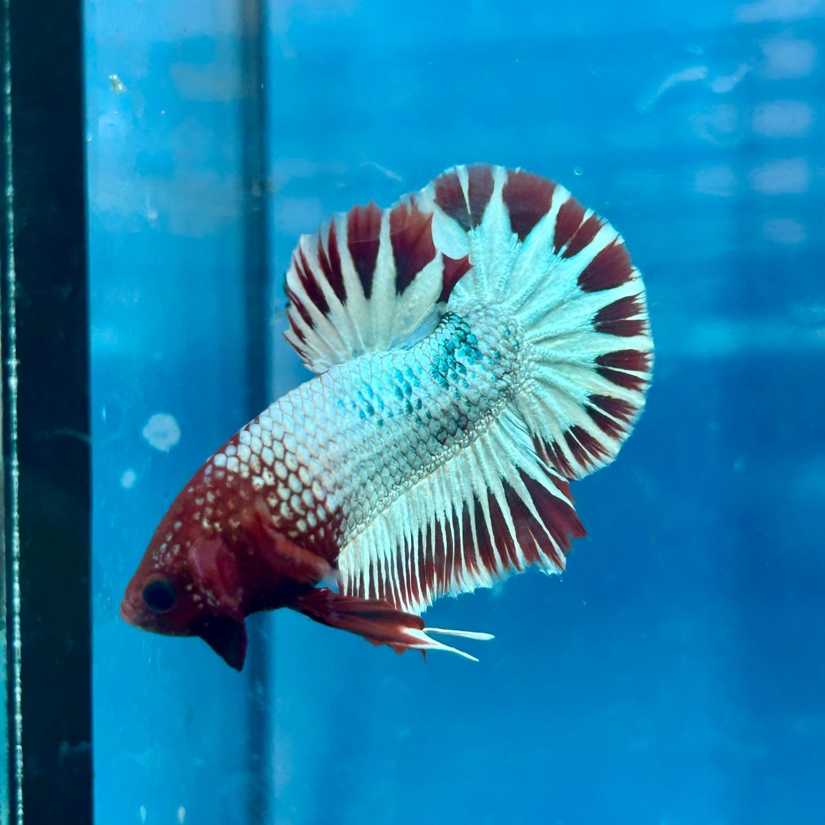 Betta Male Plakat Red Fancy Copper J06