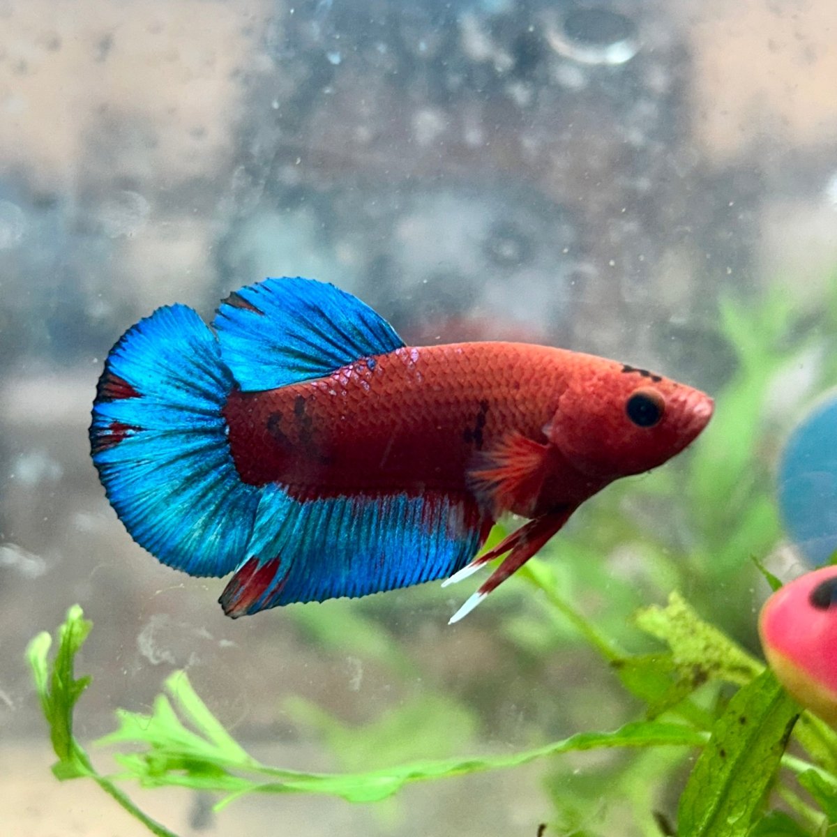 Betta Male Plakat Red Fancy Hellboy 162