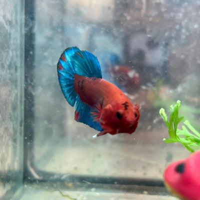 Betta Male Plakat Red Fancy Hellboy 162
