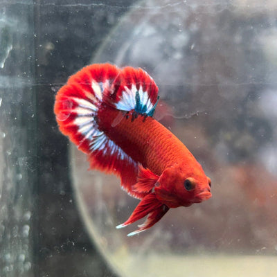 Betta Male Plakat Red Fancy Hellboy 197