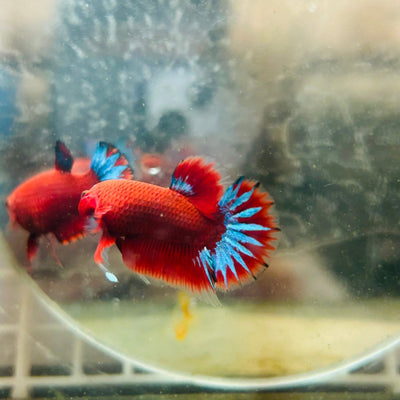 Betta Male Plakat Red Fancy N54