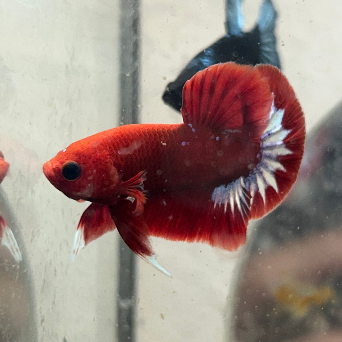 Betta Male Plakat Red Fancy N86