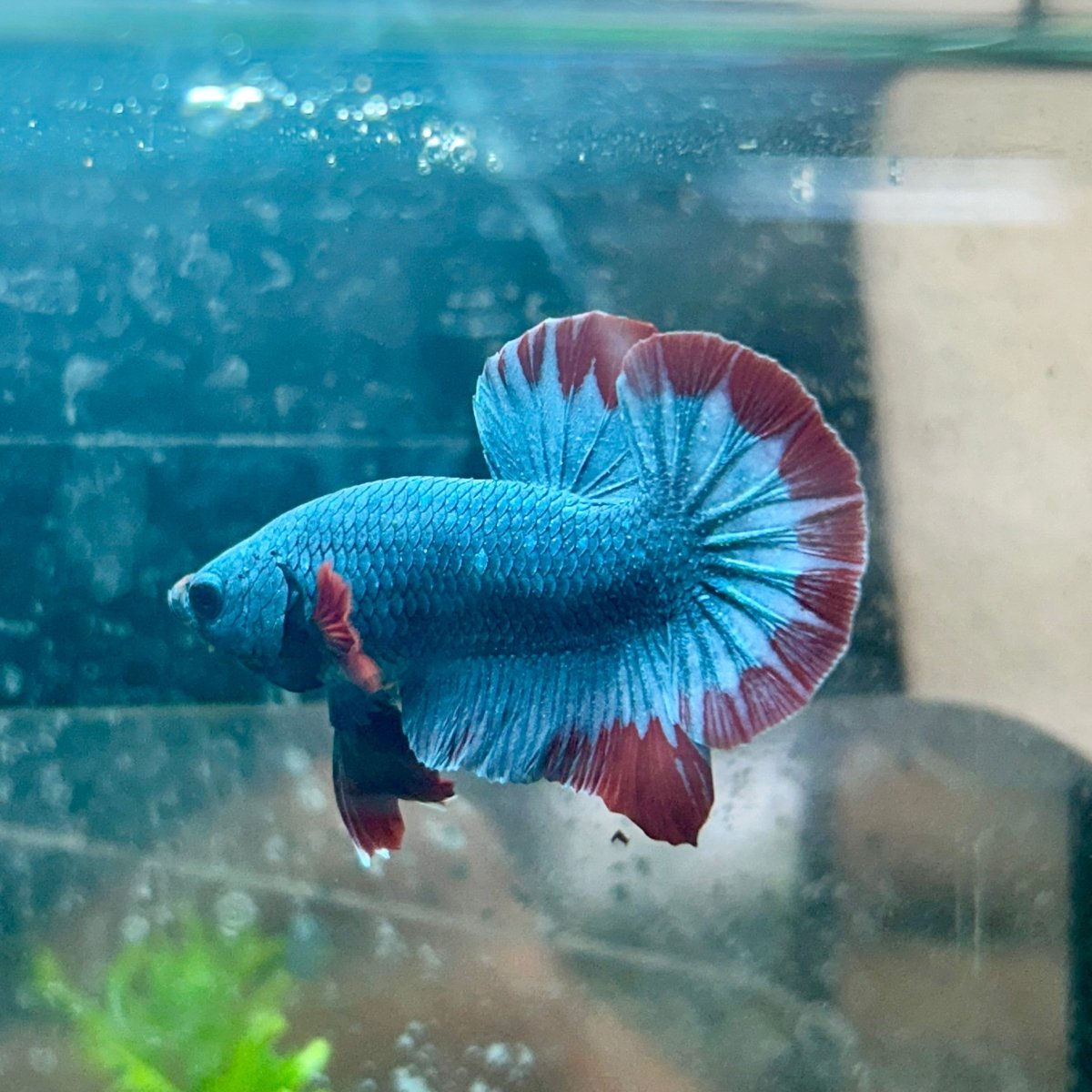Betta Male Plakat Red Mascot 058