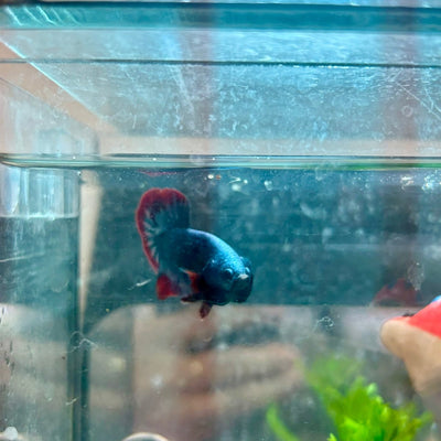 Betta Male Plakat Red Mascot 058