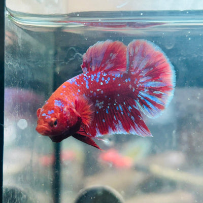 Betta Male Plakat Red Purple Galaxy 123