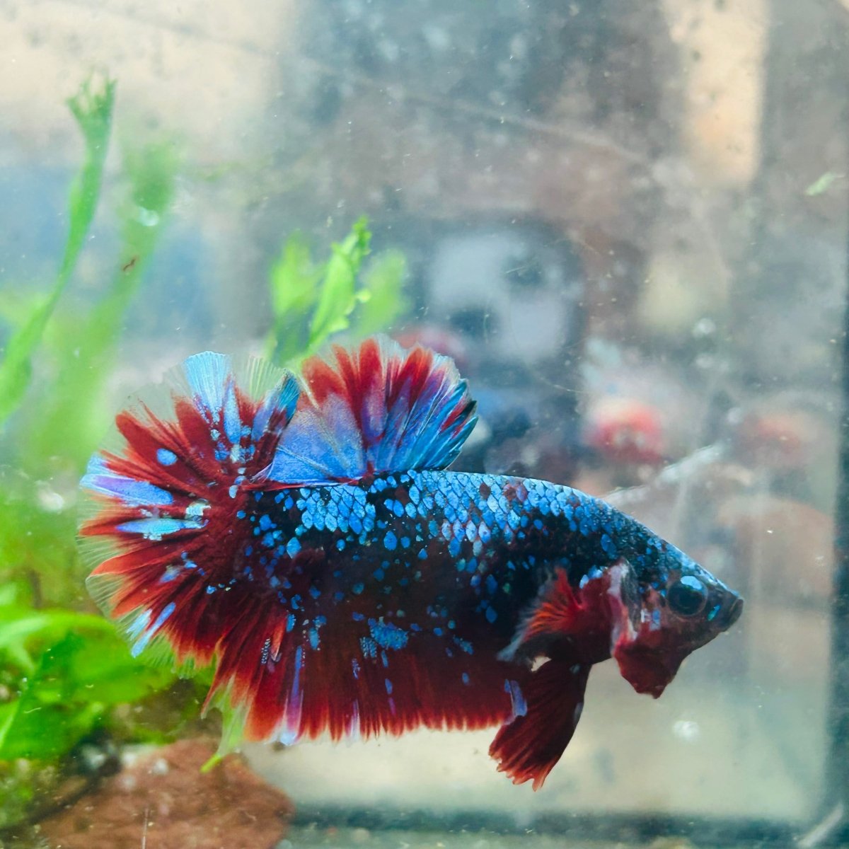 Betta Male Plakat Red Purple Galaxy 166