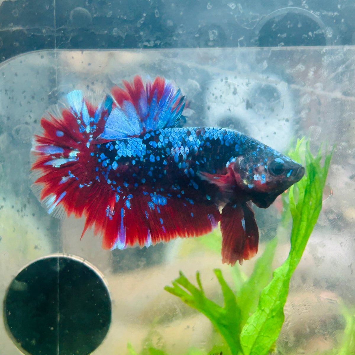 Betta Male Plakat Red Purple Galaxy 166