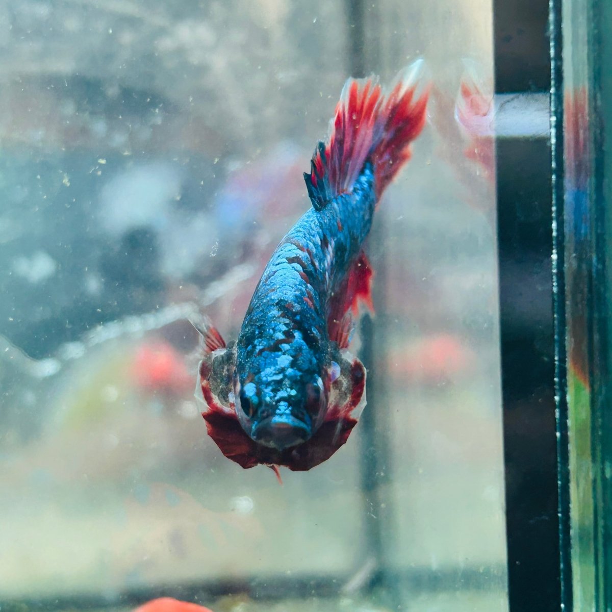 Betta Male Plakat Red Purple Galaxy 166