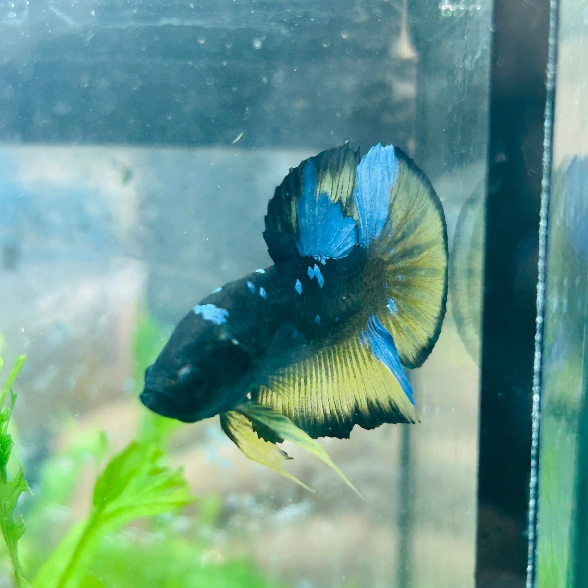 Betta Male Plakat Yellow Avarta 108