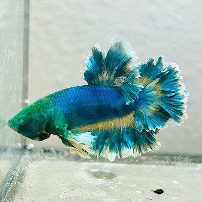 Betta Male Rosetail Blue Gas Neon 007