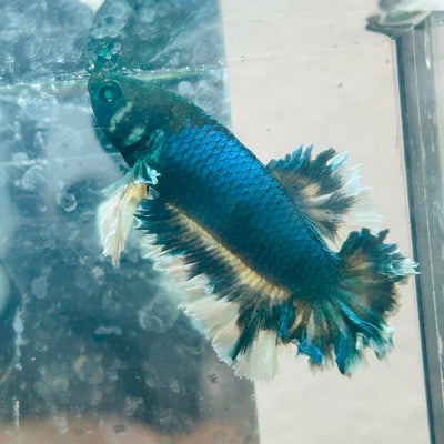 Betta Male Rosetail Plakat Neon 191