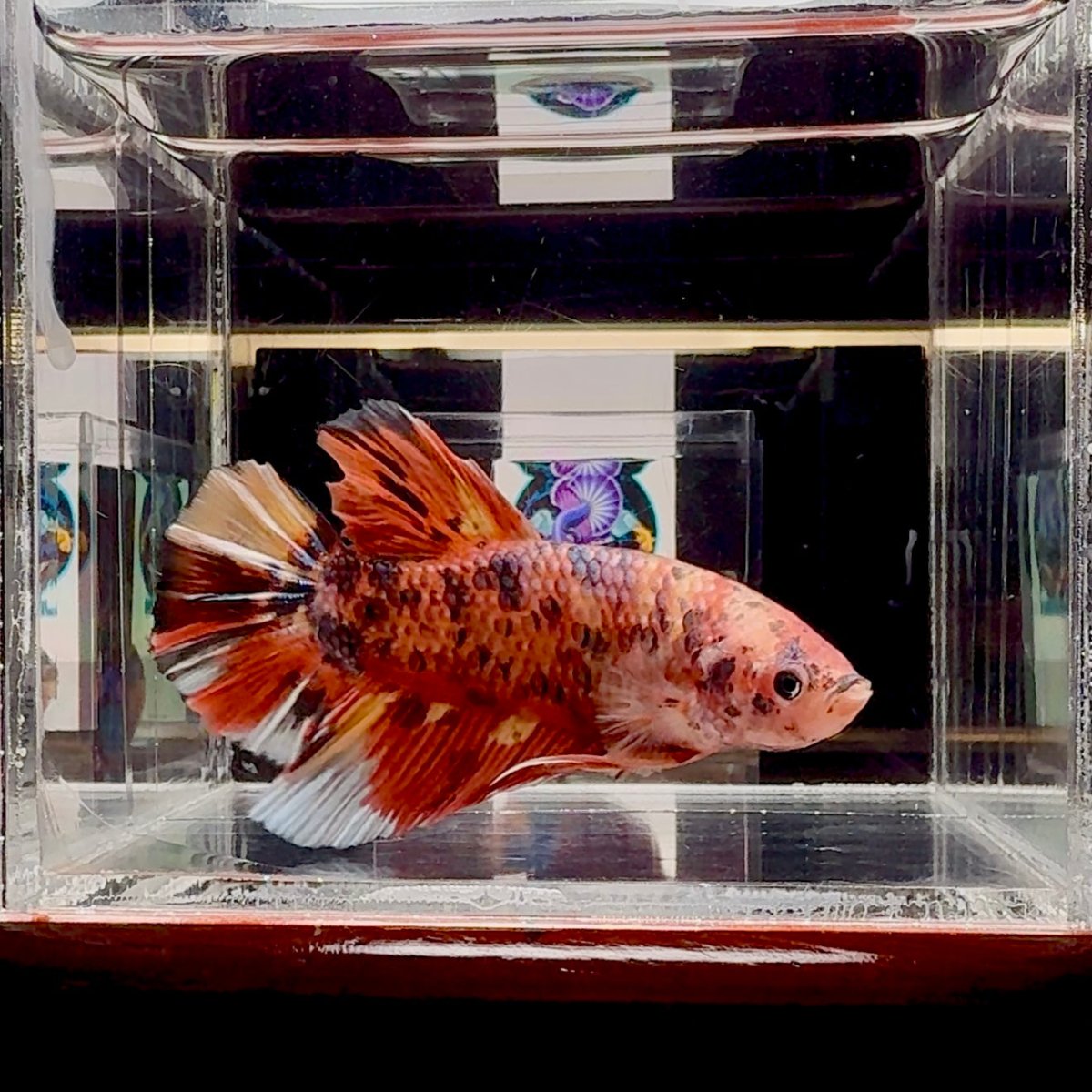 Big Giant Koi Multicolor A111 - Male Betta