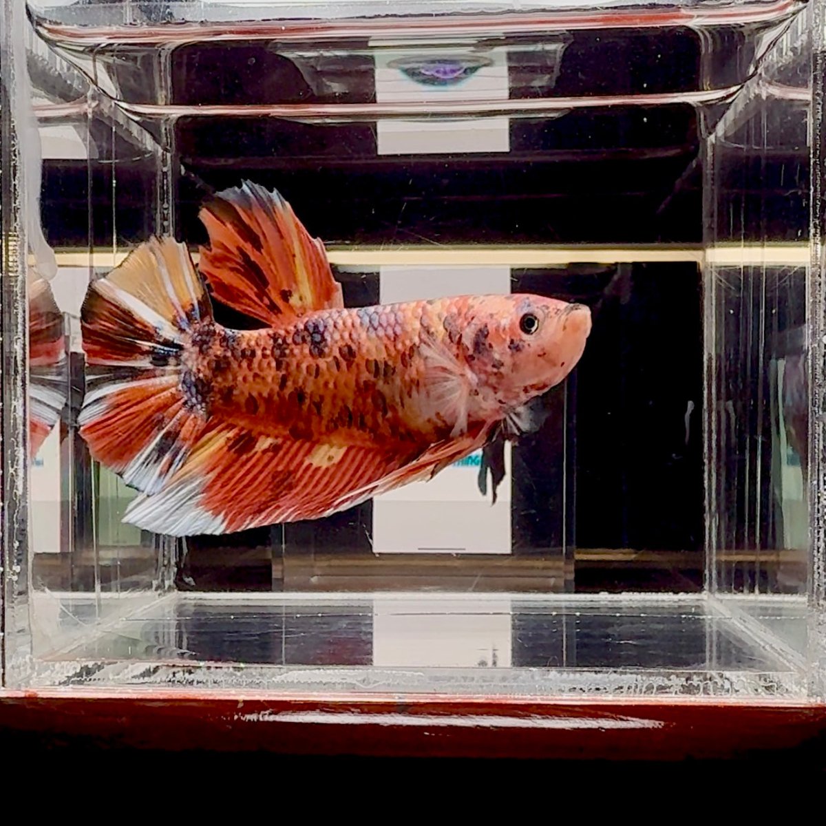 Big Giant Koi Multicolor A111 - Male Betta