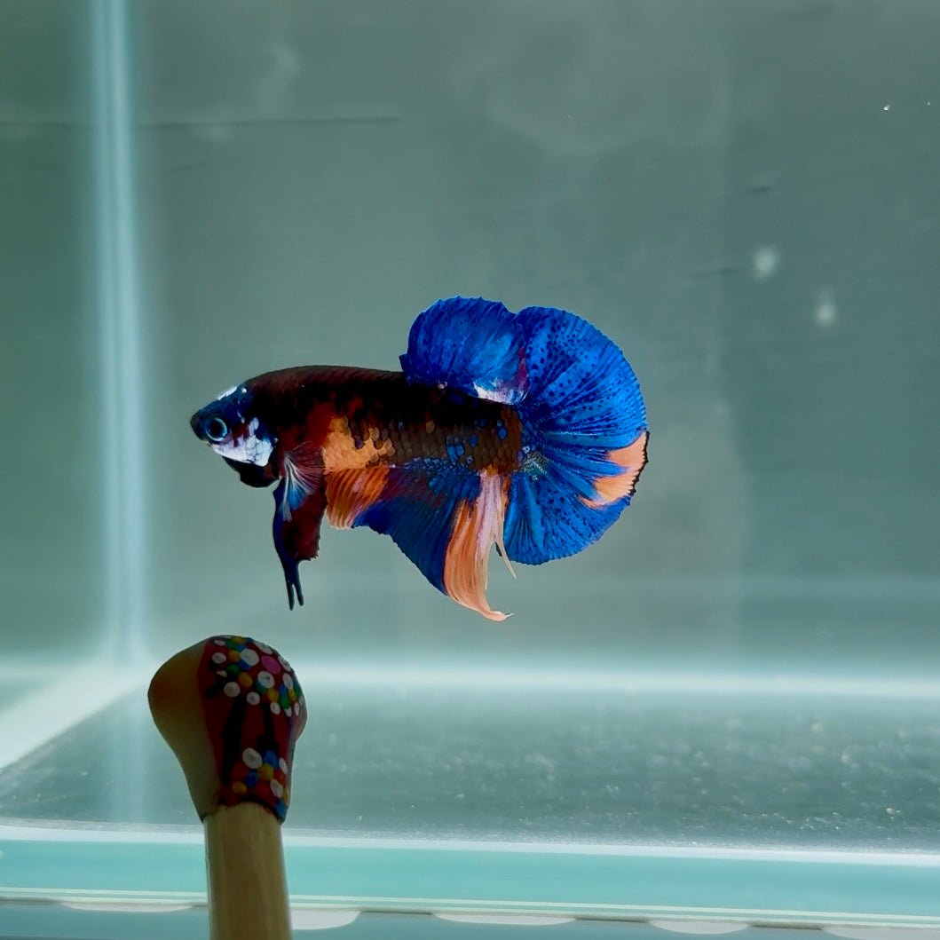 Black Base Koi Multicolor S32 Plakat - Male Betta