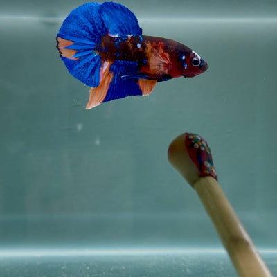 Black Base Koi Multicolor S32 Plakat - Male Betta